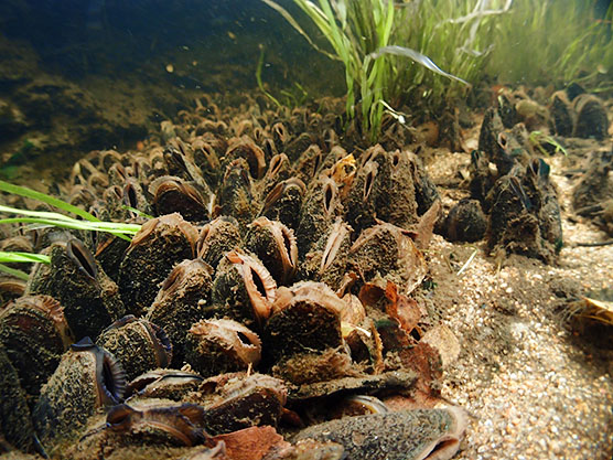 Freshwater pearl mussel